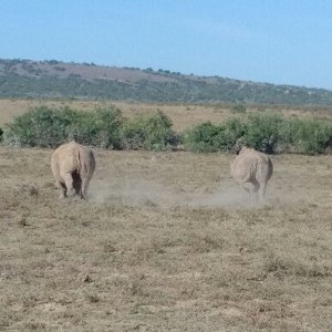 Shamwari rhinos running