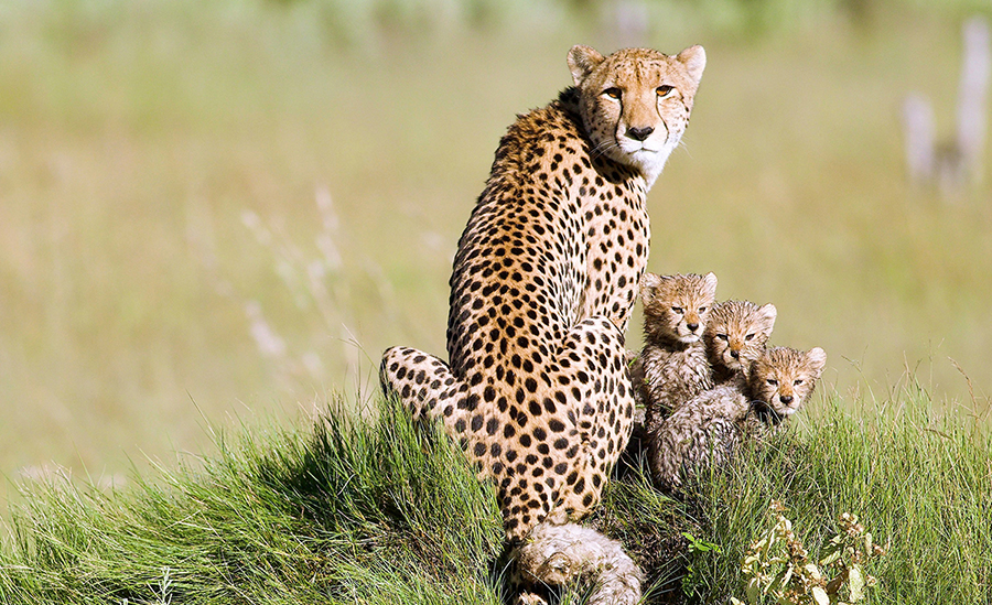 Cheetah Mother and her Babies