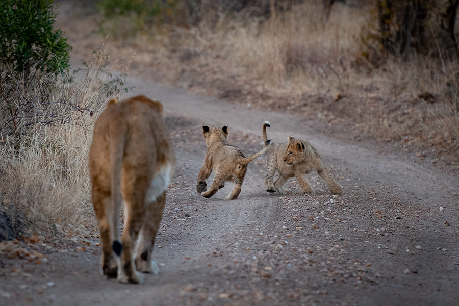 Cubs Playing in the Road