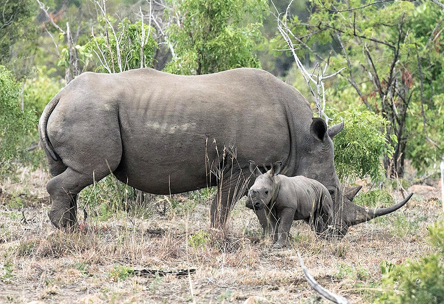 Mother Rhino and Baby
