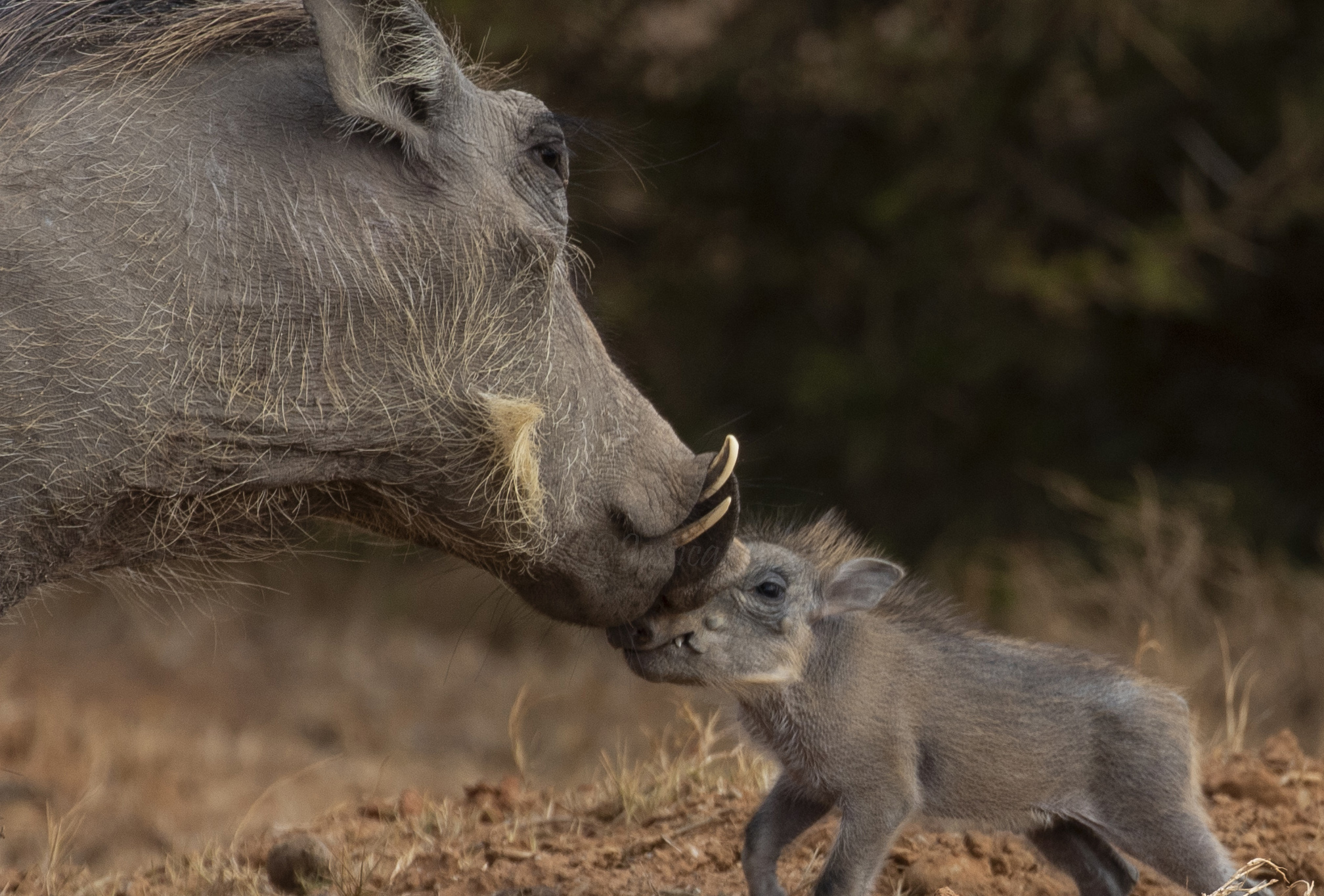 Warhogs Kissing