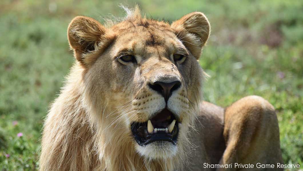 King the Lion