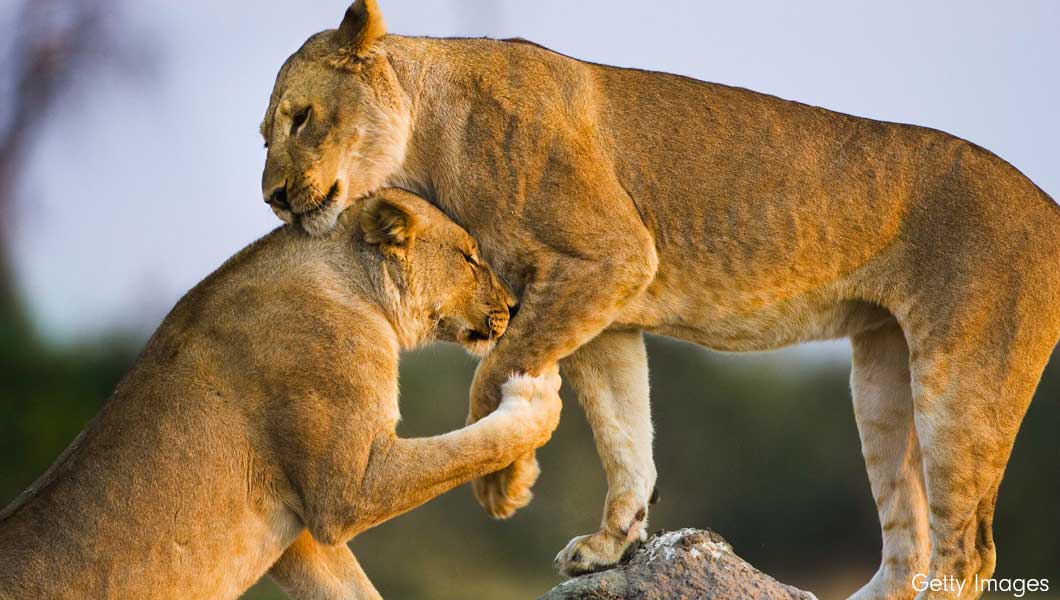 Lions