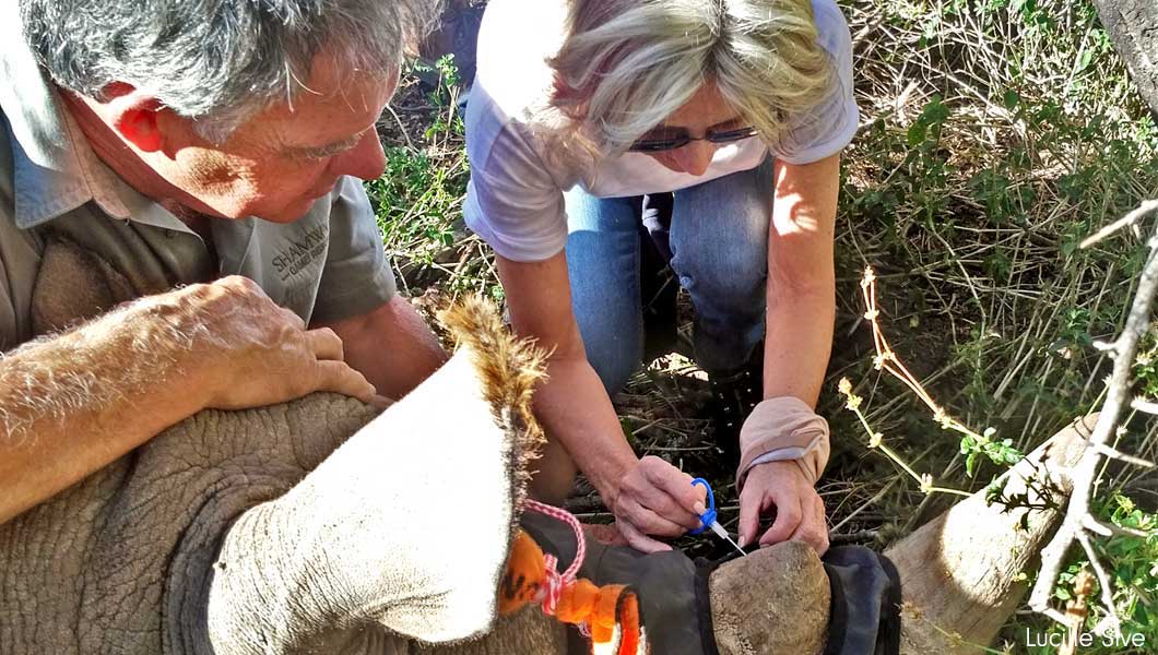 Lucille Sive Microchipping a Rhino