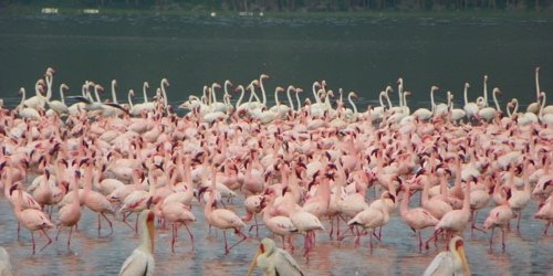 Flamingoes at Lake Elmenteita