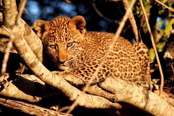 Leopard Cub