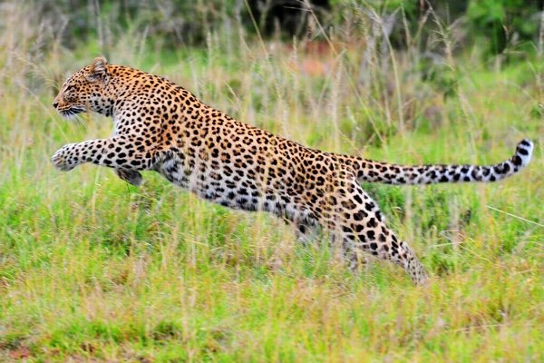 Leaping Leopard