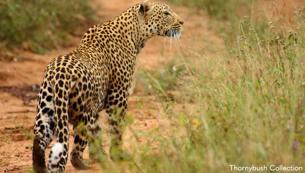 Leopard at Thornybush