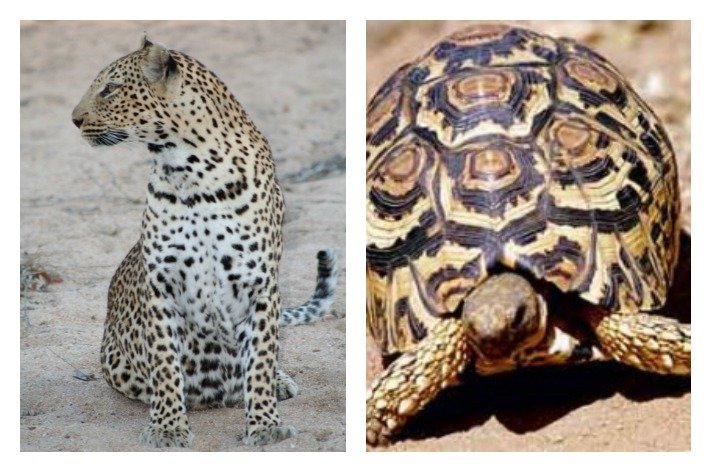 Leopard Tortoise - The Little Five