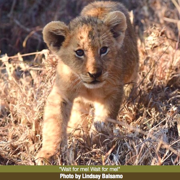 Lindsay Balsamo's Lion Photo