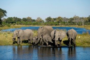 Linyanti elephants
