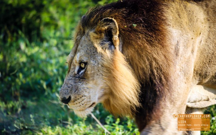 Lion Kruger National Park, South Africa