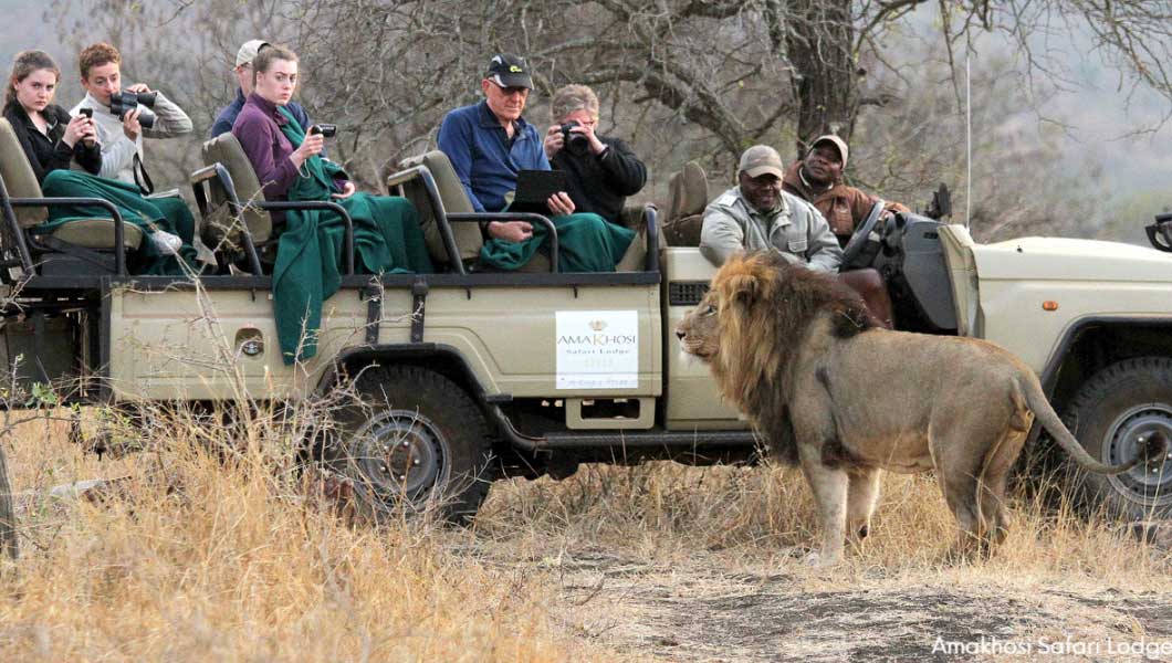 Lion at Amakhosi Safari Lodge