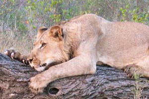 A lion shows of its claws