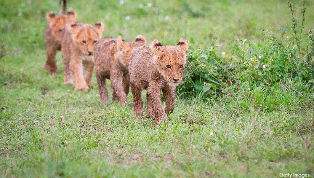 Lion Cubs