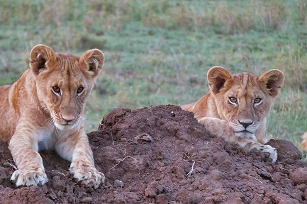 lion cubs