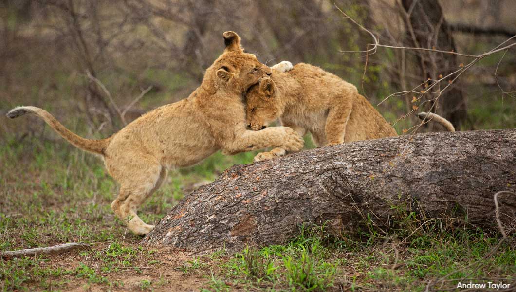 Lion Cubs Playing