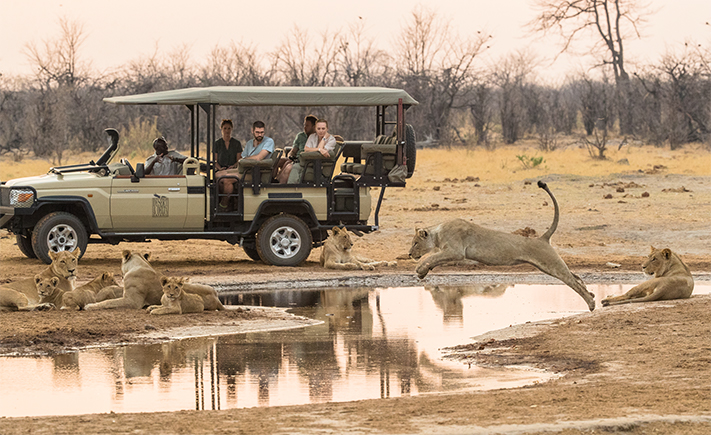 Lion Jumping at Savute Safari Lodge