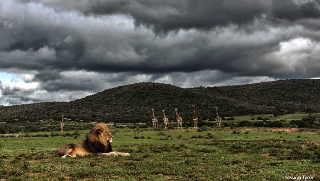 Lion and Giraffes at Shamwari Game Reserve