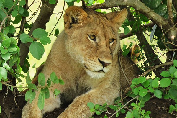 Lion in tree