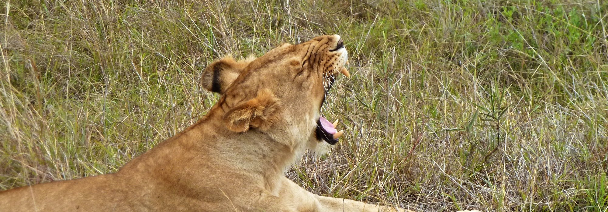 Luxury Kenya 2019 - Air Included - From $3499 | Lion World Travel