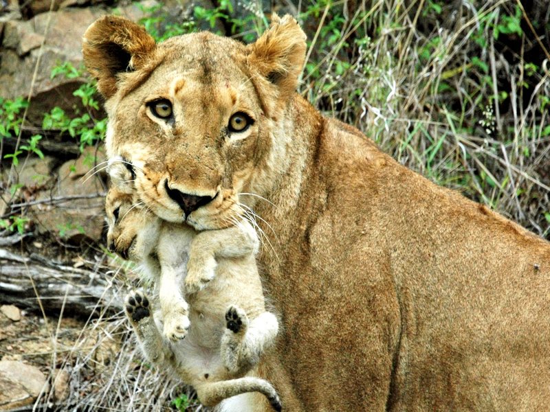 Lioness and cub