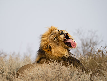 south africa safari package