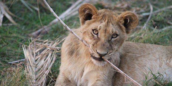 A lion cub has some fun with a sitck