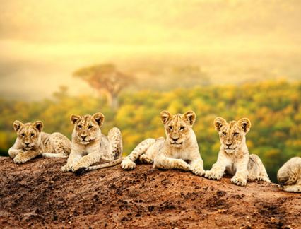 south africa safari deals