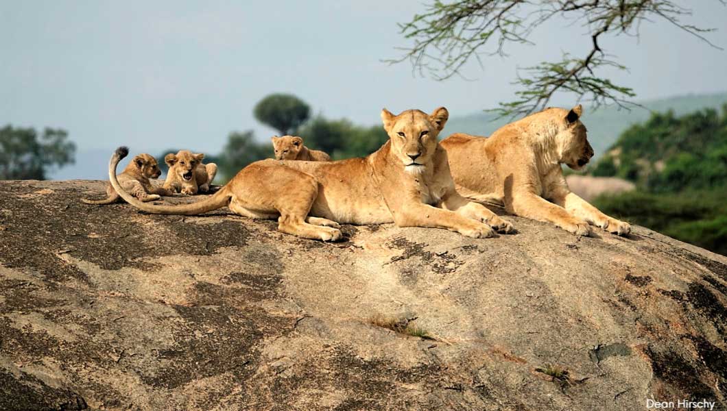 12 Amazing Facts about Lions
