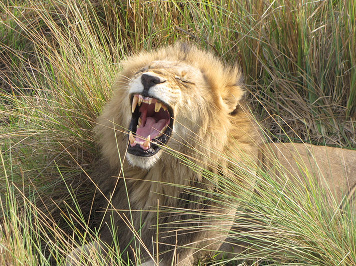 lion roaring with teeth 