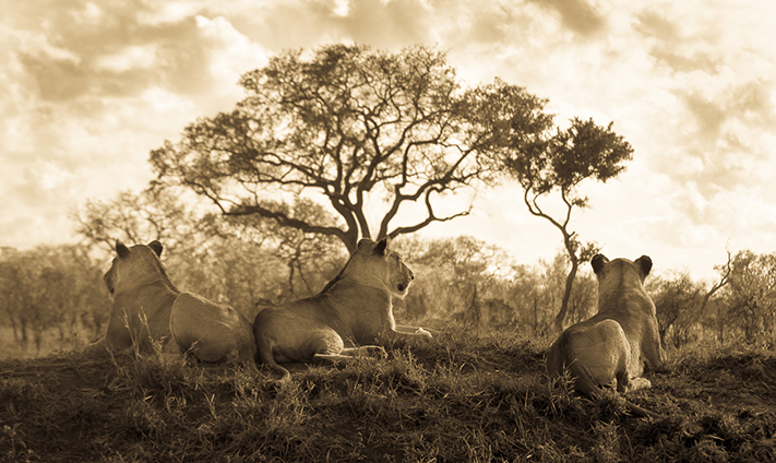 Lions in the Grass at Sabi Sabi