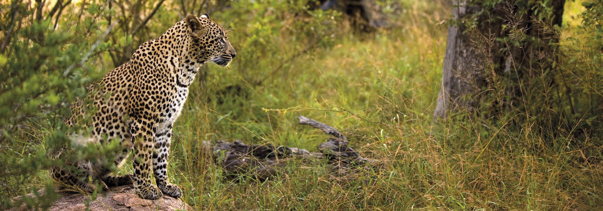Leopard on safari
