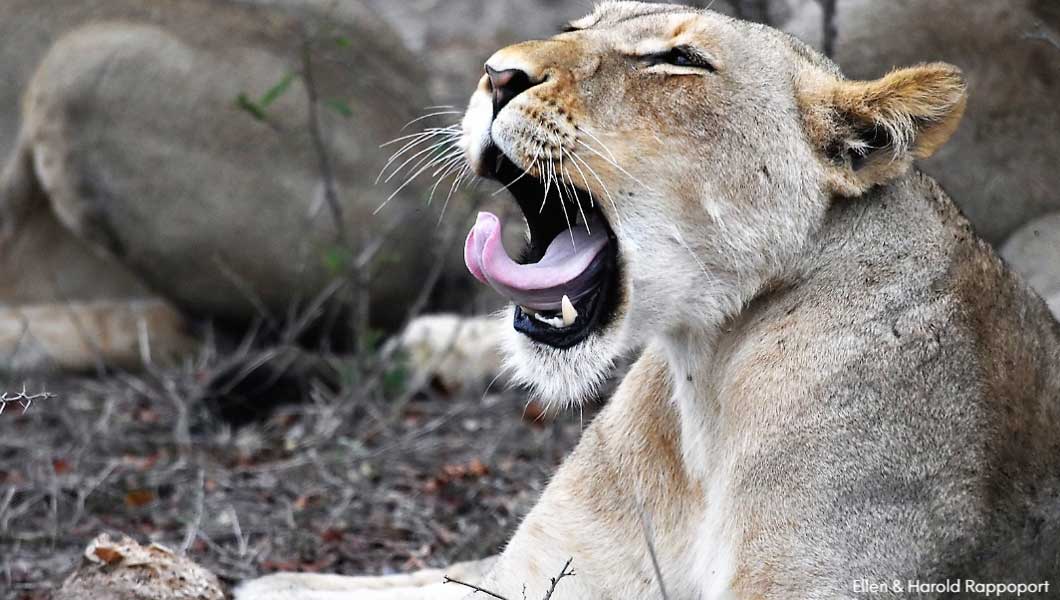 Lion Yawning with Tongue Out