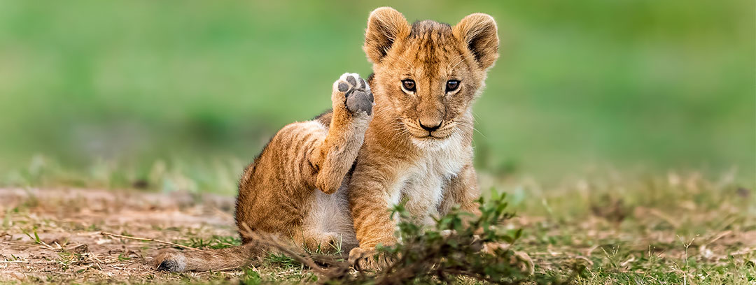 Lion-cub
