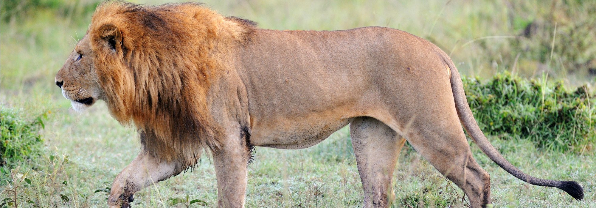 Best of Tanzania Lion World Travel