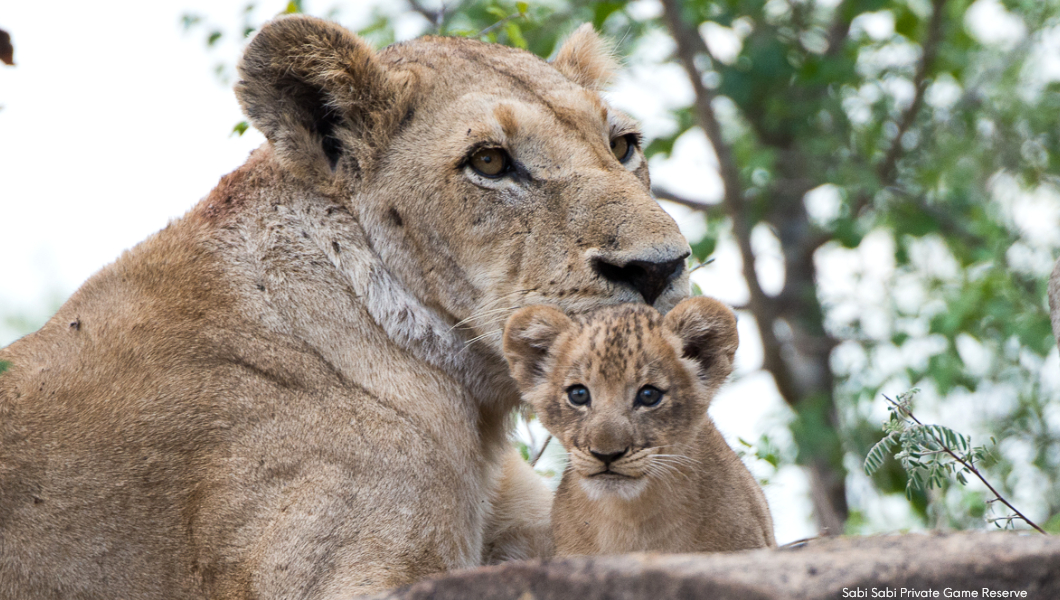 Lion