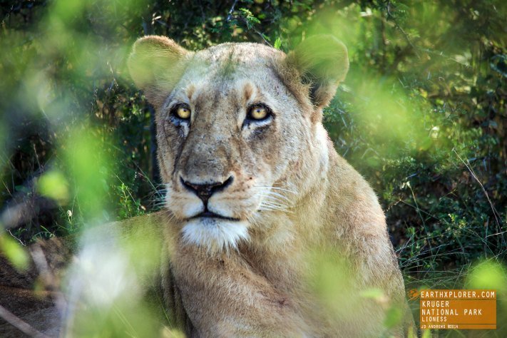 Lioness Kruger National Park, South Africa