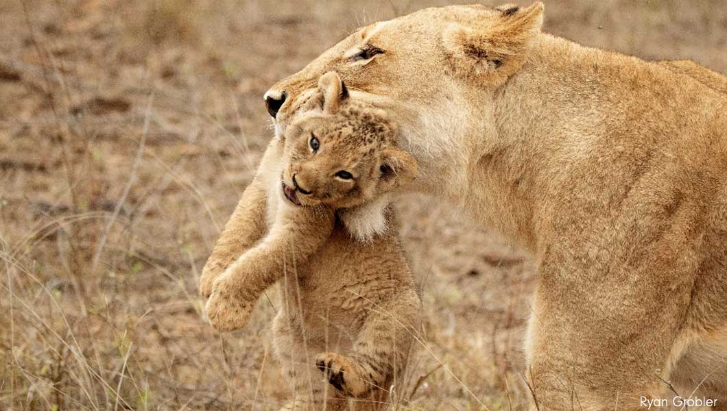 Lioness and Cub