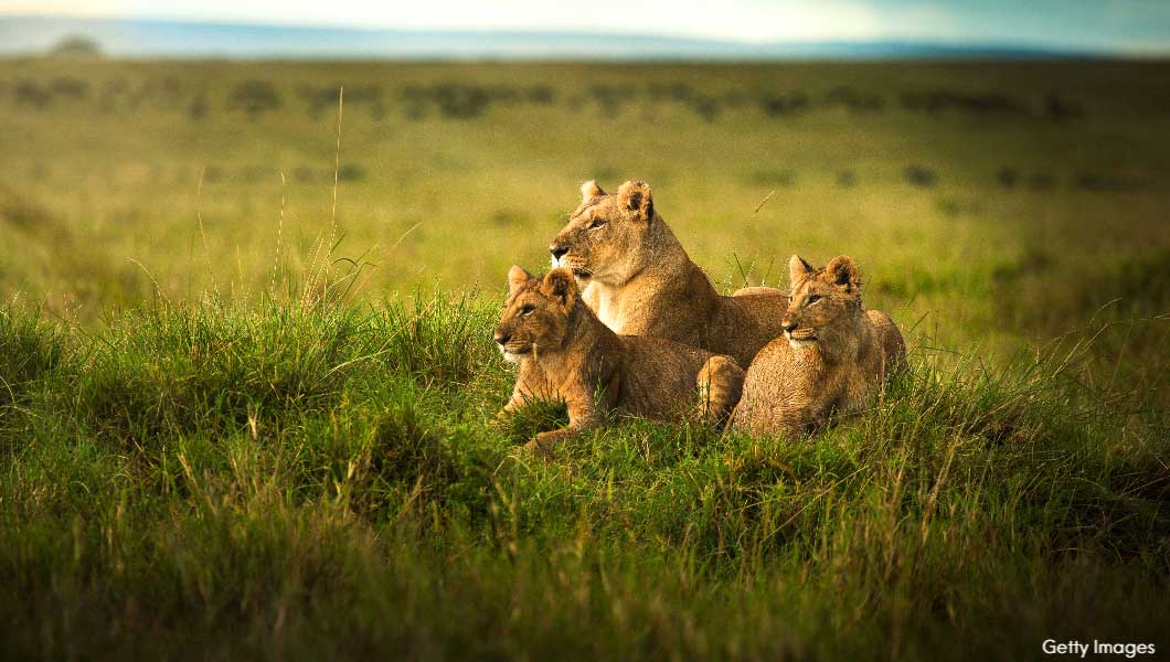 Lioness and Cubs