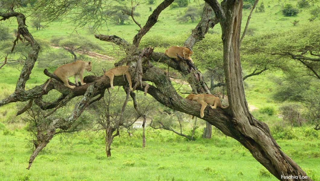 Lions in Tree