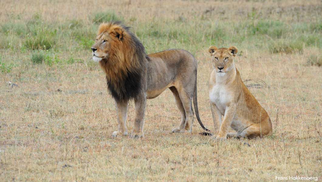 10 Amazing Lion Facts | Lion World Travel Blog