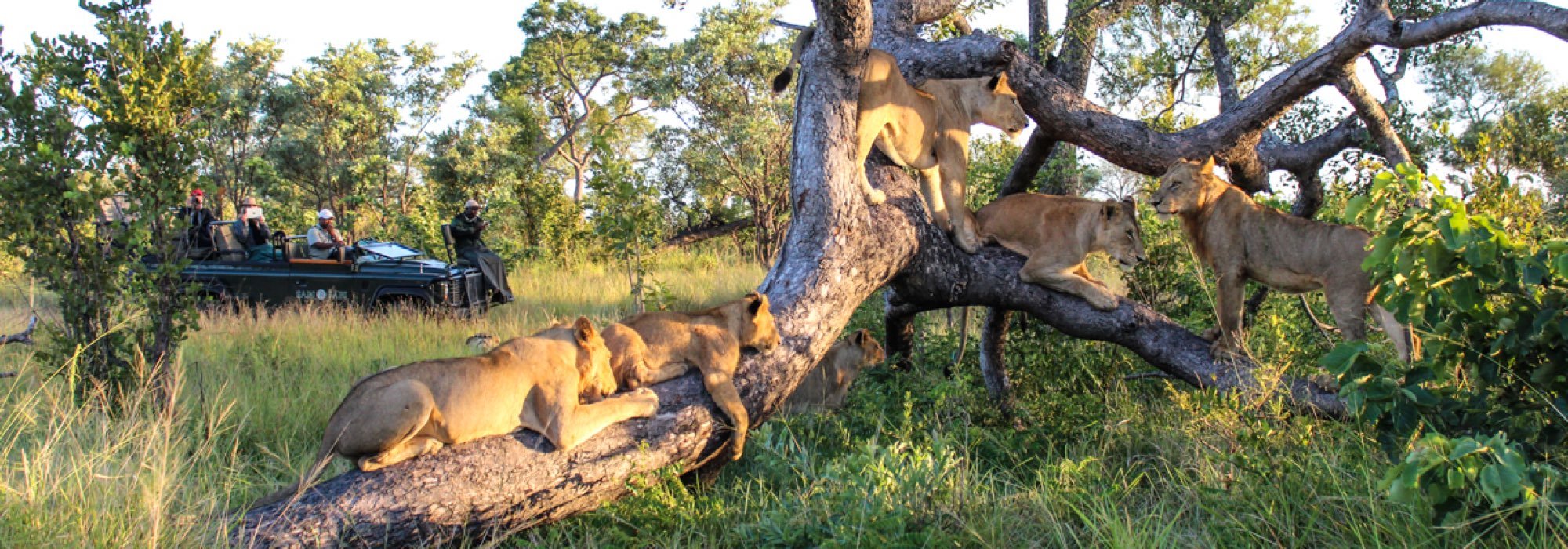 Lions at Sabi Sabi