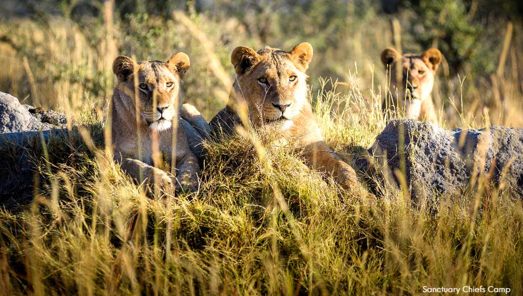 Lions at Sanctuary Chief's Camp