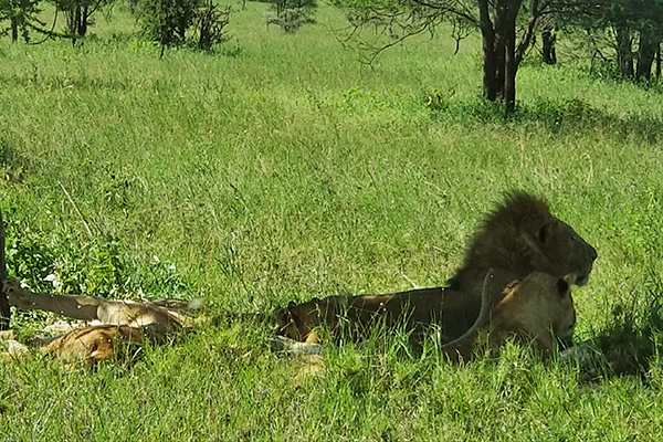 Lions on the Serengeti