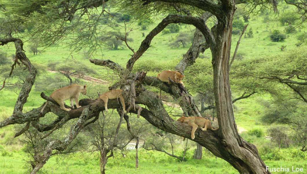 Tree-Climbing Lions
