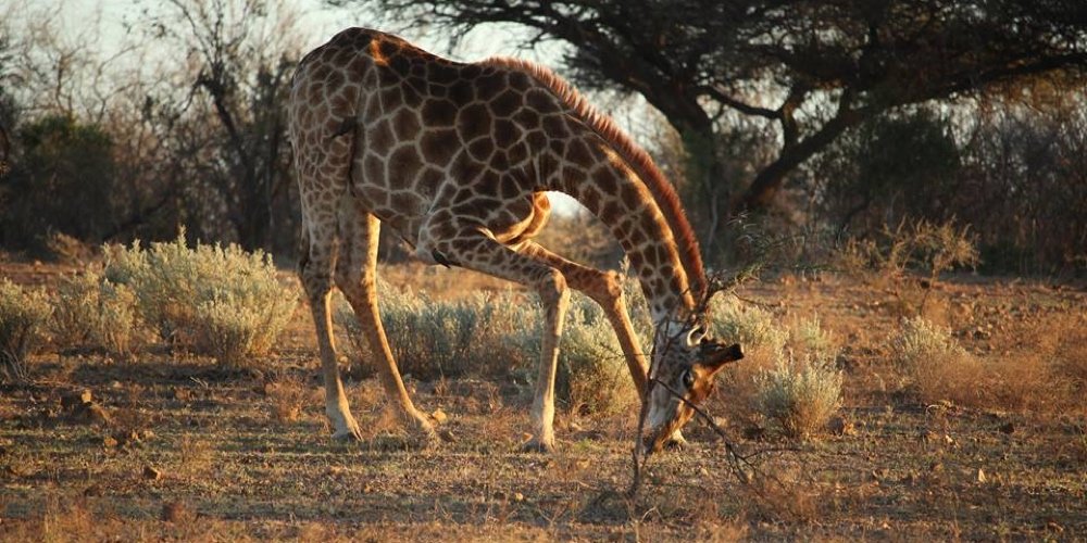 A giraffe at Kapama