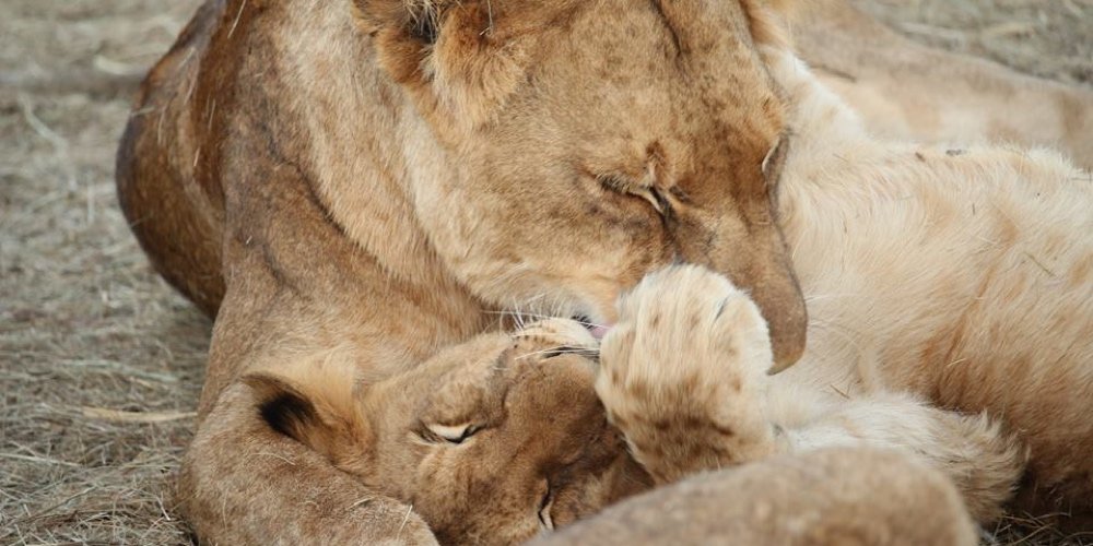 Kapama's playful lions
