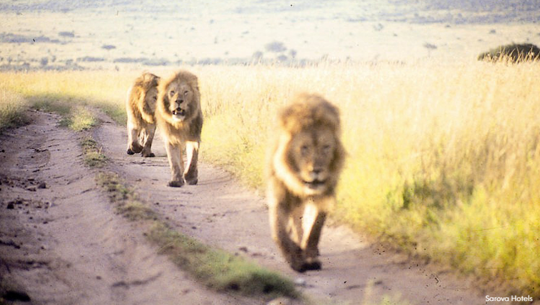 Mara-Lions