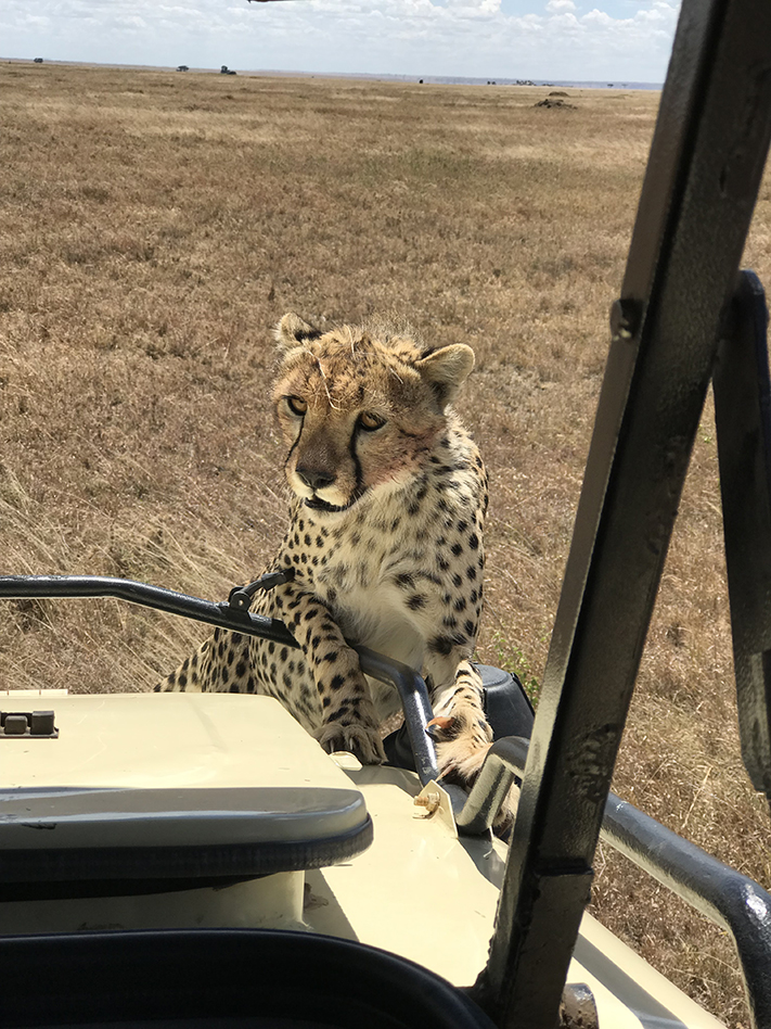 Cheetah looking into safari vehicle 